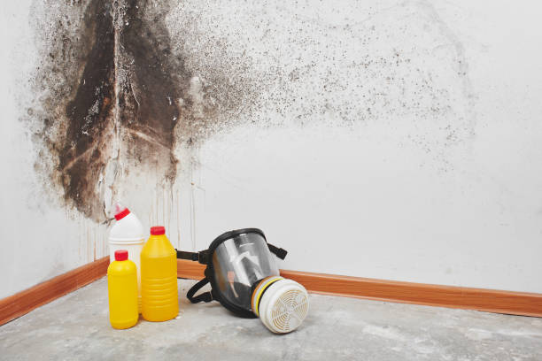 Best Office Mold Removal Services  in Round Lake, IL