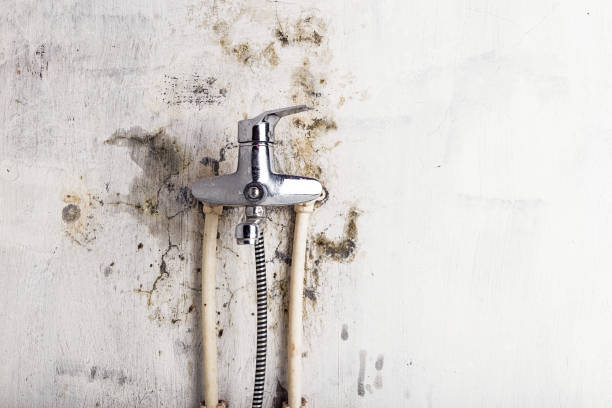 Best Toxic Mold Removal  in Round Lake, IL