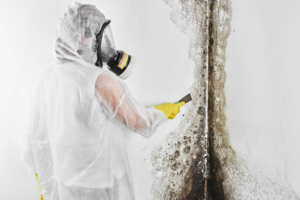 Best Certified Mold Removal  in Round Lake, IL