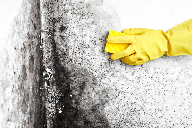 Best Affordable Mold Removal  in Round Lake, IL