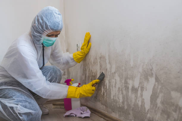 Best Commercial Mold Removal  in Round Lake, IL