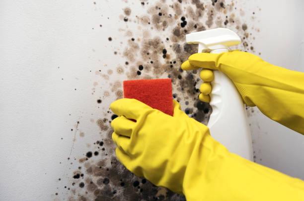 Best Mold Removal Near Me  in Round Lake, IL