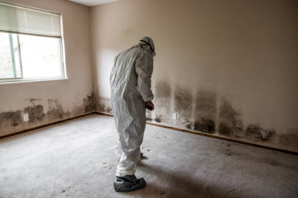 Home Mold Removal in Round Lake, IL